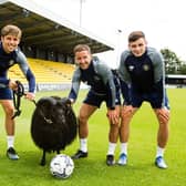 Black Sheep comes to Harrogate Town