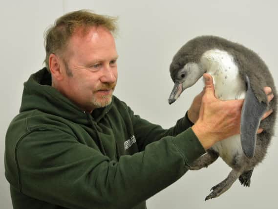 John Pickering and unnamed penguin chick