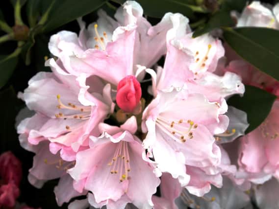 It's a good idea to water rhododendrons to encourage next year’s buds to develop.