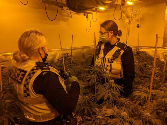 Police in Sheffield have removed £750k' worth of cannabis from the streets after busting two cannabis farms in the city