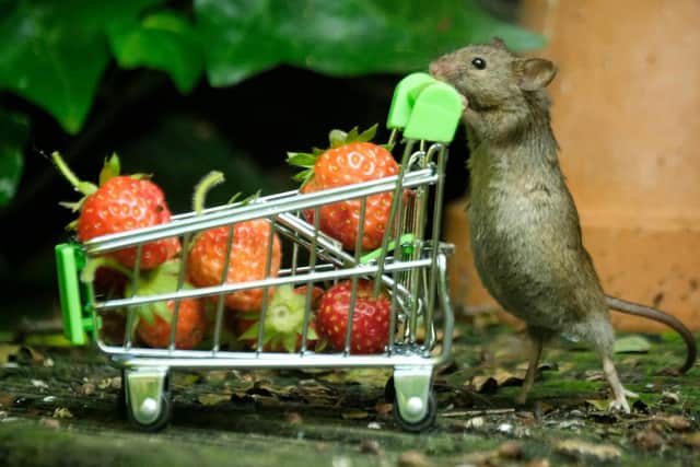 A mouse pushes a tiny shopping trolley