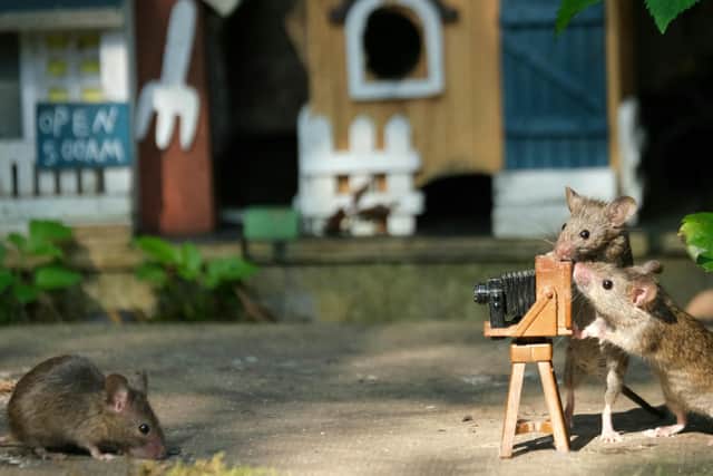 Three mice indulge in a spot of photography