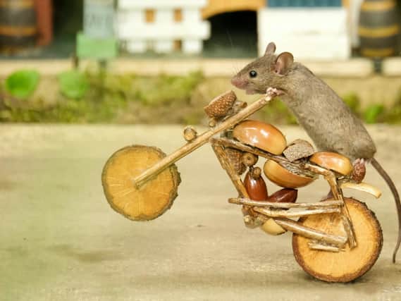 A mouse does a wheelie on a bike made of twigs