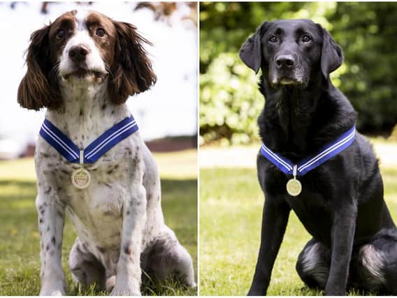 Alfie (left) and AJ have been awarded the PDSA's Order of Merit for their RAF careers