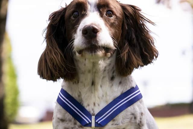 Former RAF police dog Alfie who has been awarded the animal equivalent of the OBE, the PDSA Order of Merit.