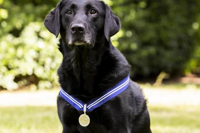Former RAF police dog AJ who has been awarded the animal equivalent of the OBE, the PDSA Order of Merit.