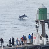 One of the diolphins spotted this week off Whitby's pier.