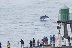 One of the diolphins spotted this week off Whitby's pier.