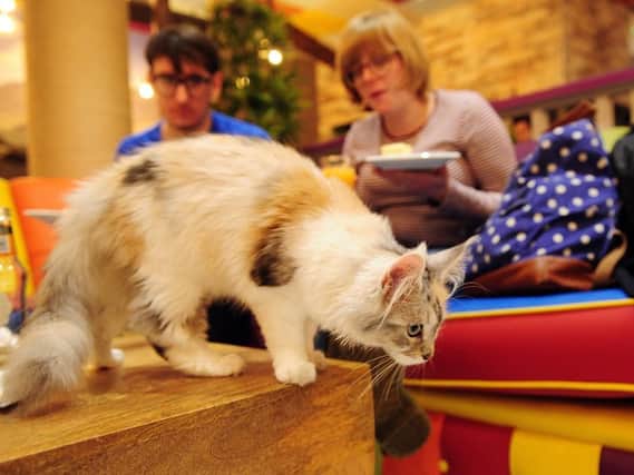 Kitty Café, in Leeds, is one of the places you can have a cup of tea and a cuddle with one of their rescue kittens and cats. (Pic credit: Simon Hulme)