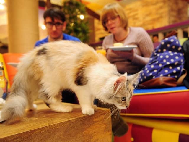 Yorkshire cafés where you can cuddle animals from cats and dogs to alpacas  and hedgehogs | Yorkshire Post