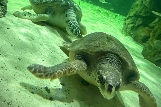 Loggerhead turtle Antiopi meets her new friends at Sea Life Brighton