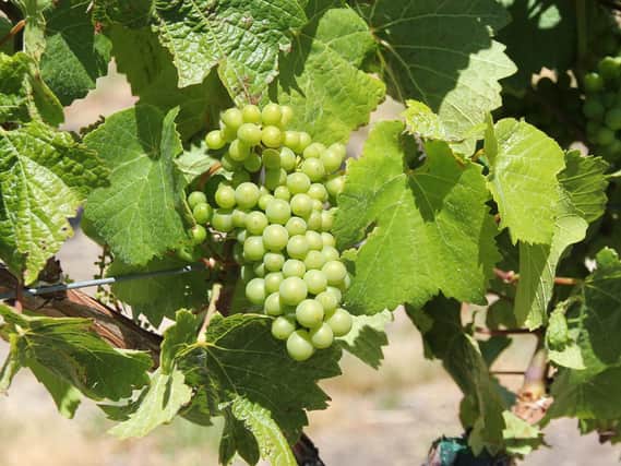 The New Zealand grape harvest is down by a third this year
