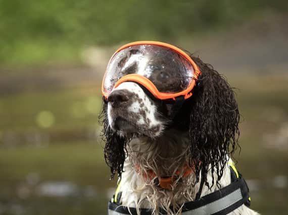 Max training in river near Wrexham (Credit: F Stop Press Ltd)