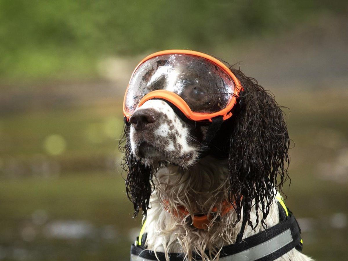 can dogs wear goggles