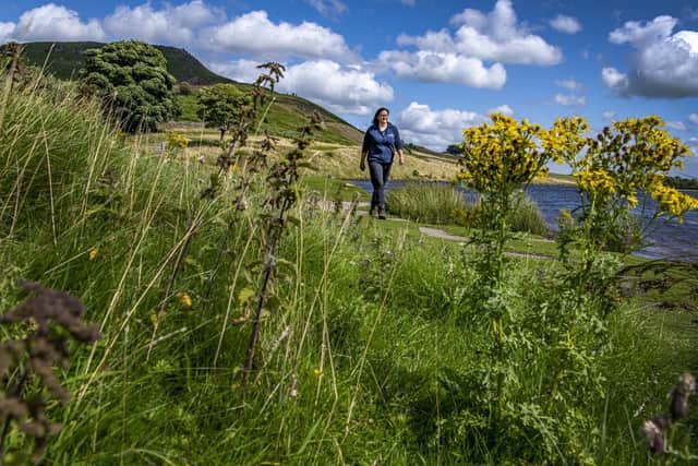 Catherine Mercer, Bee Together officer for Yorkshire Dales Millennium Trust (YDMT) walks through ragwort growing by Embsay Reservoir near Skipton.