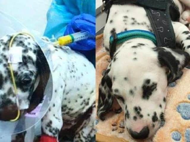 Cody Jones says puppies Major and Dexter started displaying parvovirus symptoms shortly after being bought from the Barnsley-based dog breeder Romany Road Dalmatians