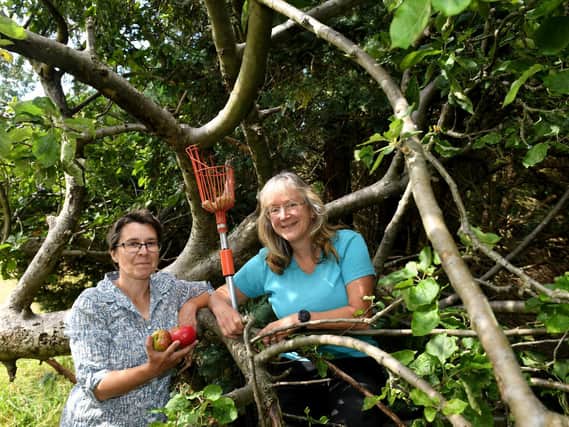 Louise Cantlay (left) and Ruth Jennaway collecting apples on the site of the old Clifton Hospital in York. Picture: Gary Longbottom
