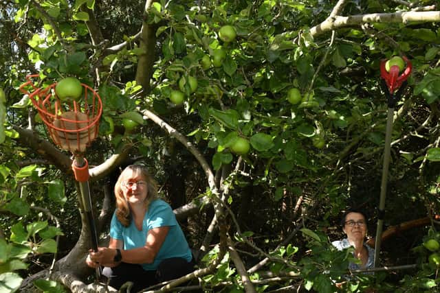 Ruth Jennaway and Louise Cantlay using pickers to get to apples for collection. Picture: Gary Longbottom