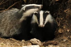 A badger was found nailed to a tree in Wales