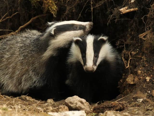 A badger was found nailed to a tree in Wales