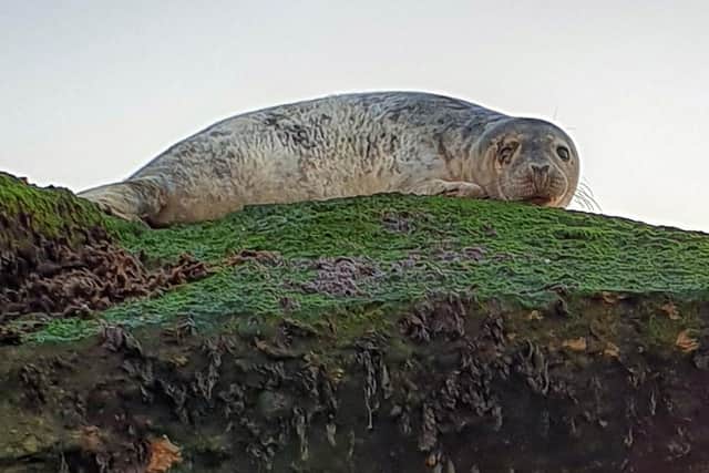Approaching seals on beaches for photographs can cause distress and even injury if they feel they need to escape, conservationists say