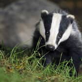 Badger culls continue to prompt much debate and discussion.
