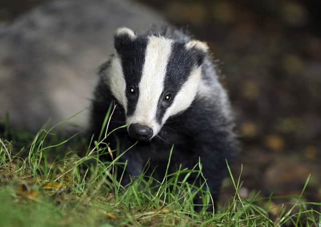 Badger culls continue to prompt much debate and discussion.