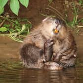 To what extent can beavers play a role in alleviating flooding?