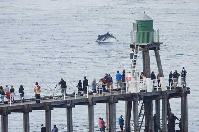 Dolphins frolicking in the shallows off Whitby (Pic: Stuart Baines / SWNS)