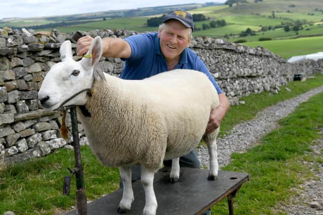 Keith measuring a Cheviot sheep for market