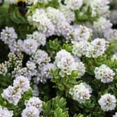 It's a good idea to prune summer-flowering shrubs once the blooms are finished.
