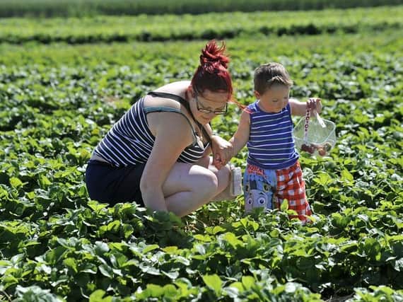 Strawberry picking at Eastfield Farm. (Pic credit: Bruce Rollinson)
