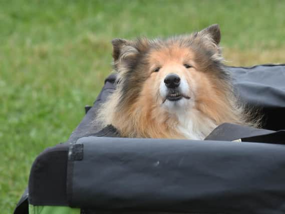 A Rough Collie tries to shelter from the wind