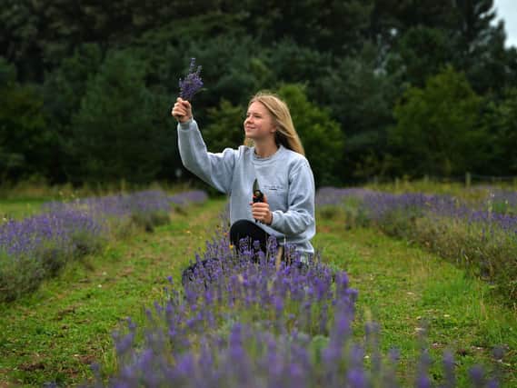 Gift shop assistant Maisie Hoyle with some of the lavender to be harvested