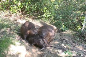 The beaver family in Cropton Forest in the North York Moors