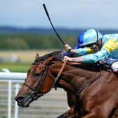 ON COURSE: Nagano's trainer, Roger Varian, is confident the horse will be see out the mile and three-quarters of the tote March Stakes at Goodwood todmorrow. Picture: Getty Images.