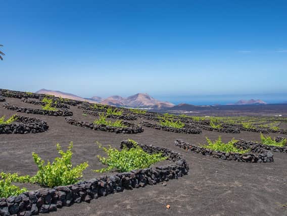 A vineyard on the volcanic landscape of Lanzarote. (Sven Grossenbacher).