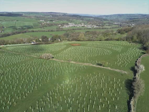 Nationwide security company Dardan Security has teamed up with Northallerton's Make it Wild, to plant trees to offset its carbon footprint.