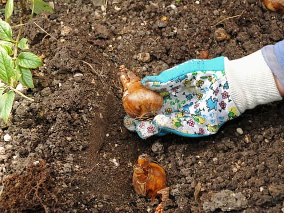 There are a number of common mistakes gardeners make when planting autumn bulbs.