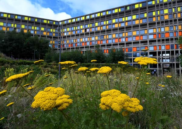 Wild Flowers at Park Hill Flats, Sheffield. Picture: Simon Hulme