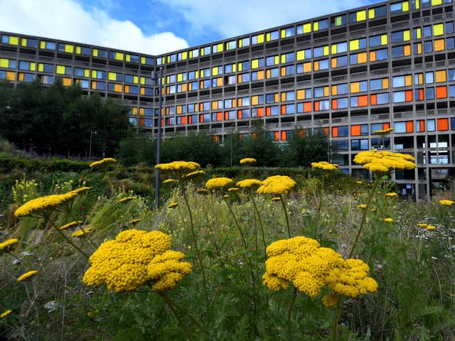 Wild Flowers at Park Hill Flats, Sheffield. Picture: Simon Hulme