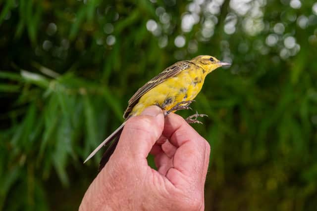 Ken Pearson, of Doncaster, a volunteer licensed brid-ringer  catching and ringing Yellow Wagtails.