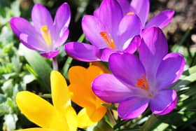 It may seem a long way off but start to plant spring-flowering bulbs such as daffodils and crocus.