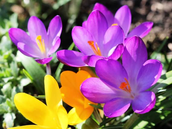It may seem a long way off but start to plant spring-flowering bulbs such as daffodils and crocus.