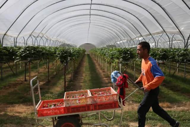 A seasonal worker from Romania moves trays of selected strawberries at BR Brooks & Son farm