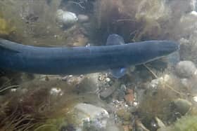 A European eel (Pic: SWNS)