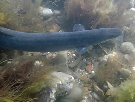 A European eel (Pic: SWNS)