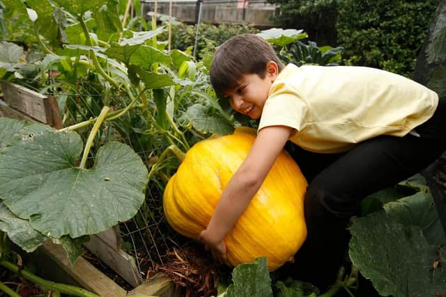 Pupils harvest crops of fruit and vegetables to make soup for the Royal Horticultural Society's (RHS) Big Soup Share in 2019. Photo RHS / Luke MacGregor