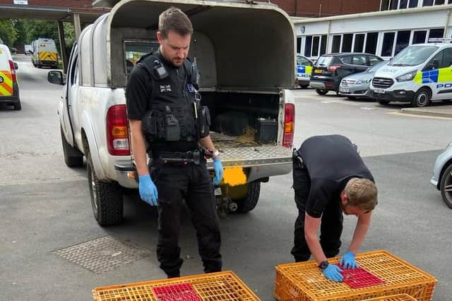 Police emptied Hawkswell's Toyota Hilux of poultry cages following his arrest