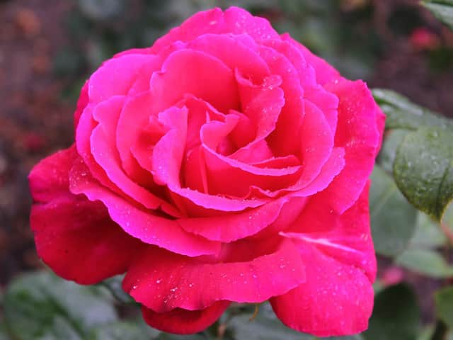 A rose captured by David Overend.